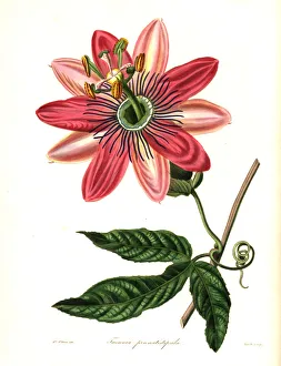 Poro poro, Passiflora pinnatistipula. Endangered Poro poro, Passiflora pinnatistipula. Endangered