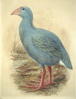 Porphyrio coerulescens, Reunion gallinule Porphyrio coerulescens, Reunion gallinule