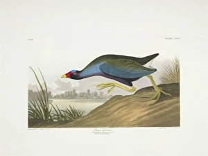 Porphyrio martinica, purple galinule Porphyrio martinica, purple galinule