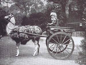 A portrait of Gaby Deslys adopting a novel from of transport A portrait of Gaby Deslys adopting a novel from of transport