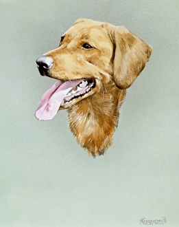 <b class=qtipBold><figcaption>Portrait of a Golden Labrador</figcaption></b><br>A detailed portrait painting by Malcolm Greensmith of a Golden Labrador, panting after a long run/play.<br><em>© Mary Evans/Malcolm Greensmith</em> Portrait of a Golden Labrador
