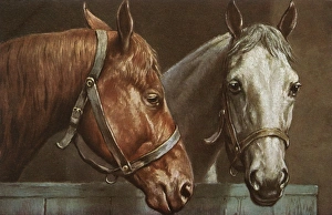 <b class=qtipBold><figcaption>Portrait of two horses</figcaption></b><br>Portrait of two horses Date: circa 1910s<br><em>© Mary Evans / Grenville Collins Postcard Collection</em> Portrait of two horses