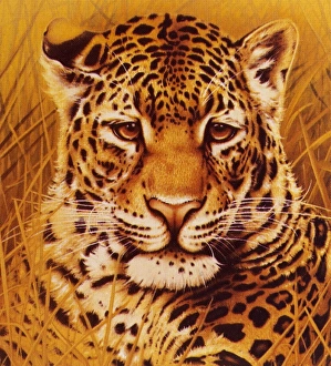 <b class=qtipBold><figcaption>A portrait of a Leopard</figcaption></b><br>A reproduction of a portrait painting of a Leopard (Panthera pardus) by Malcolm Greensmith<br><em>© Mary Evans/Malcolm Greensmith</em> A portrait of a Leopard