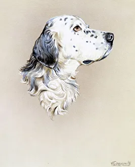 Portrait painting of an English Setter Dog Portrait painting of an English Setter Dog