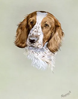 <b class=qtipBold><figcaption>Portrait painting of a spaniel</figcaption></b><br>A detailed portrait painting by Malcolm Greensmith of a Spaniel.<br><em>© Mary Evans/Malcolm Greensmith</em> Portrait painting of a spaniel