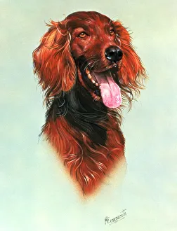 <b class=qtipBold><figcaption>Portrait of a Red Setter</figcaption></b><br>A very fine detailed portrait of a Red Setter dog. Painting by Malcolm Greensmith<br><em>© Mary Evans/Malcolm Greensmith</em> Portrait of a Red Setter