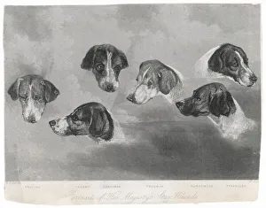 Portraits of Royal Dogs