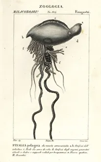 Portuguese man o war, Physalia physalis Portuguese man o war, Physalia physalis