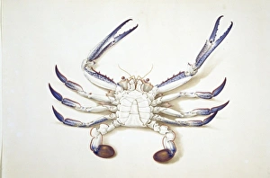 Portunus pelagicus, blue swimming crab Portunus pelagicus, blue swimming crab