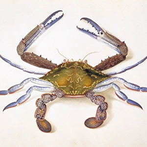 <b class=qtipBold><figcaption>Portunus pelagicus, flower crab</figcaption></b><br>Cut out from Plate 49, watercolour by Ferdinand Lucas Bauer from his collection of Zoological drawings. Date:<br><em>© Mary Evans / Natural History Museum</em> Portunus pelagicus, flower crab