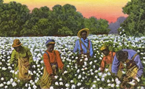 Images Dated 22nd January 2018: Postcard booklet, workers in the cotton fields, USA