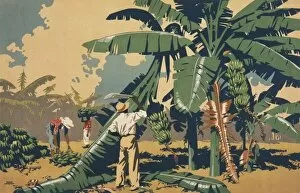 Jamaica Gallery: Poster depicting people cutting bananas in Jamaica