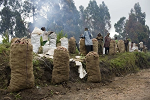 Potato farmers waiting for collectors Potato farmers waiting for collectors