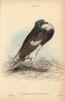 Pouter or cropper pigeon, Columba livia gutturosa Pouter or cropper pigeon, Columba livia gutturosa