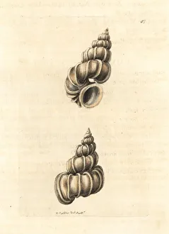 Precious wentletrap, Epitonium scalare Precious wentletrap, Epitonium scalare