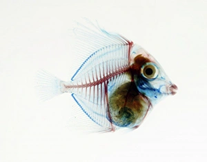<b class=qtipBold><figcaption>Preserved Fish</figcaption></b><br>Date:<br><em>© Mary Evans / Natural History Museum</em> Preserved Fish