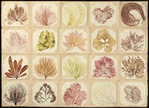 Protista Gallery: Pressed seaweed book