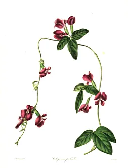 Pretty cologania, Cologania pulchella Pretty cologania, Cologania pulchella