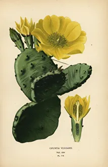 Prickly pear or Indian fig opuntia, Opuntia ficus-indica Prickly pear or Indian fig opuntia, Opuntia ficus-indica