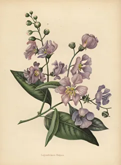 Pride of India giant or crepe-myrtle, Lagerstroemia Pride of India giant or crepe-myrtle, Lagerstroemia