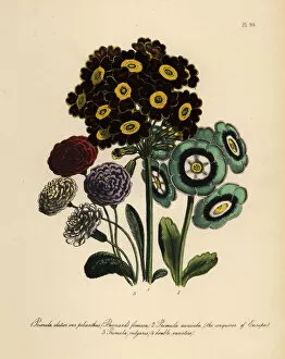 Humphreys Gallery: Primrose or Primula varieties