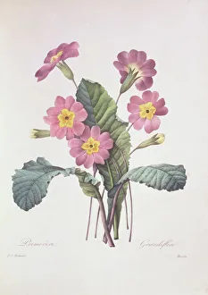Primula acaulis (vulgaris), common primrose Primula acaulis (vulgaris), common primrose