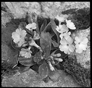Primula Berninae (Berninae Primrose) Primula Berninae (Berninae Primrose)