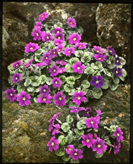 Primula Juliae (Juliana Primrose) Primula Juliae (Juliana Primrose)