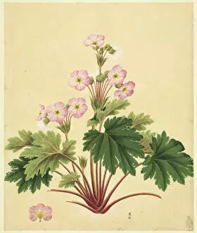 Primulaceae Gallery: Primula sinensis