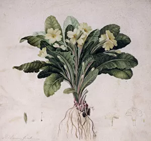 Primula Vulgaris Gallery: Primula vulgaris, common primrose