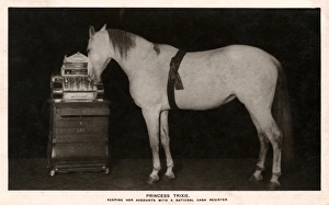 Princess Trixie the Highly Educated Horse Princess Trixie the Highly Educated Horse