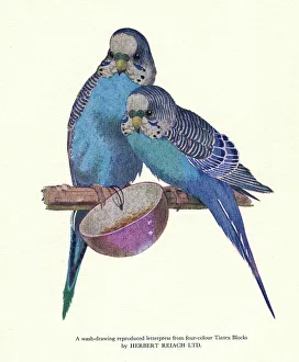 Images Dated 1st August 2015: Print Users Yearbook -- blue budgerigars