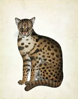 Prionailurus bengalensis, Leopard cat