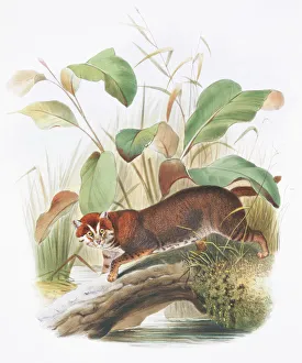Prionailurus planiceps, flat-headed cat Prionailurus planiceps, flat-headed cat