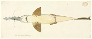 Pristiophorus cirratus, long nose sawshark Pristiophorus cirratus, long nose sawshark