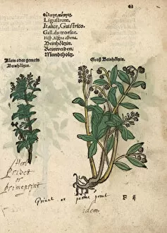 Krauterbuch Gallery: Privet species, Ligustrum vulgare