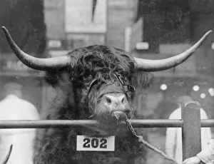 Islington Gallery: Prizewinning bull at the Smithfield Show