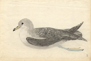 Phyllostomidae Gallery: Inexpectata Collection