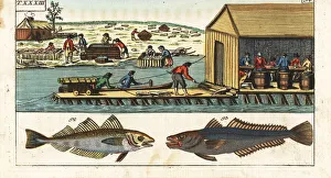 Processing Gallery: Processing whiting and hake in a shed, America, 18th century