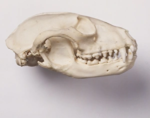 Procyon lotor, common raccoon Procyon lotor, common raccoon