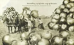 Oversize Gallery: A profitable crop of Onions grown in Canada
