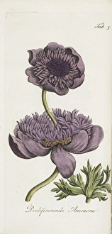 <b class=qtipBold><figcaption>Proliferating anemone</figcaption></b><br>Proliferating anemone. Illustration from Dr John Hill, Verhandeling over de verdubbeling van bloemen... Uit het engelsch vertaald. / Verhandlung over de oorsprong en aankweeking van prolifererende of uit elkander groeijende bloemen.. 'Naturally coloured image', poss. gouache. Date: circa 1810<br><em>© The John Innes Centre/The John Innes Foundation/Mary Evans</em> Proliferating anemone