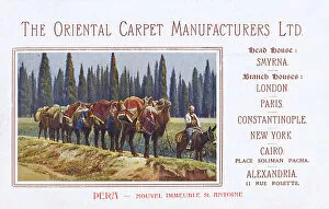 Cairo Collection: Promotional card for the Oriental Carpet Manufacturers Ltd
