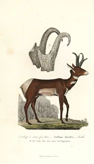 Pronghorn or prong-horned antelope, Antilocapra americana Pronghorn or prong-horned antelope, Antilocapra americana