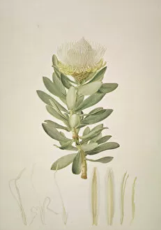 Proteaceae Gallery: Protea nitida, wagon tree