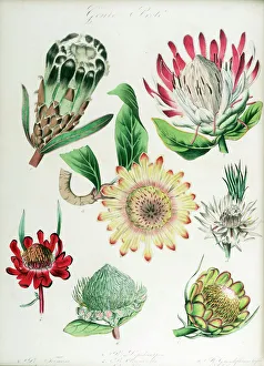 <b class=qtipBold><figcaption>Protea: seven varieties</figcaption></b><br>Protea: seven varieties. Hand-coloured lithograph by G. Severeyns, from Encyclographie du regne vegetal: sertum botanicum: collection de plantes par une societe de botanistes. Volume 8 Date: 1823-37<br><em>© The John Innes Centre/The John Innes Foundation/Mary Evans</em> Protea: seven varieties