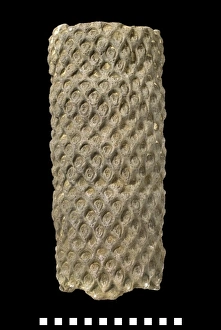 Protopteris punctata, fossil fern tree Protopteris punctata, fossil fern tree