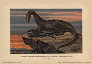 Protorosaurus speneri, a lizard-like reptile Protorosaurus speneri, a lizard-like reptile
