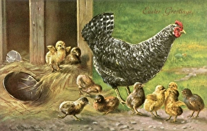 <b class=qtipBold><figcaption>Proverbs/Counting Chicks</figcaption></b><br>A black speckled hen and her chicks on an Easter postcard<br><em>© Mary Evans Picture Library</em> Proverbs/Counting Chicks