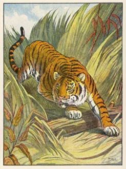 <b class=qtipBold><figcaption>Prowling Tiger</figcaption></b><br>A prowling tiger. (Panthera tigris)<br><em>© Mary Evans Picture Library</em> Prowling Tiger